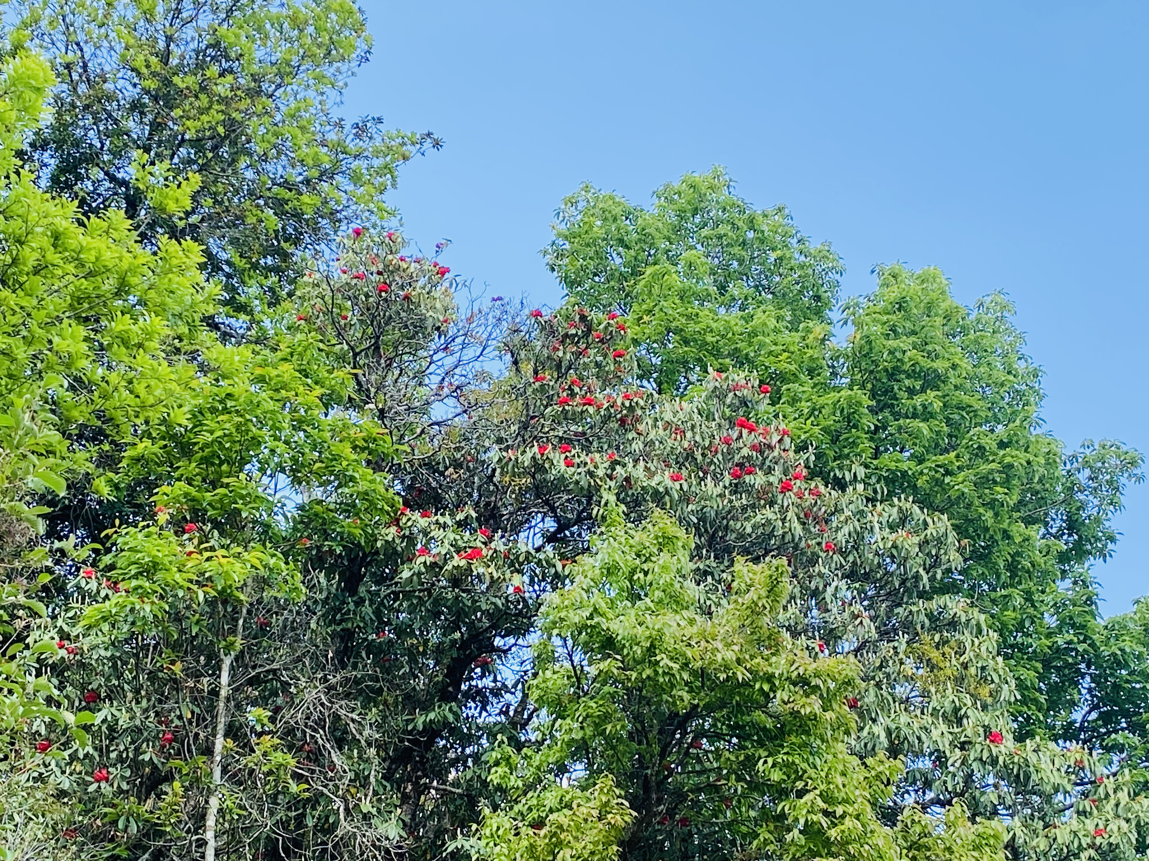 Helambu Circuit Trek
